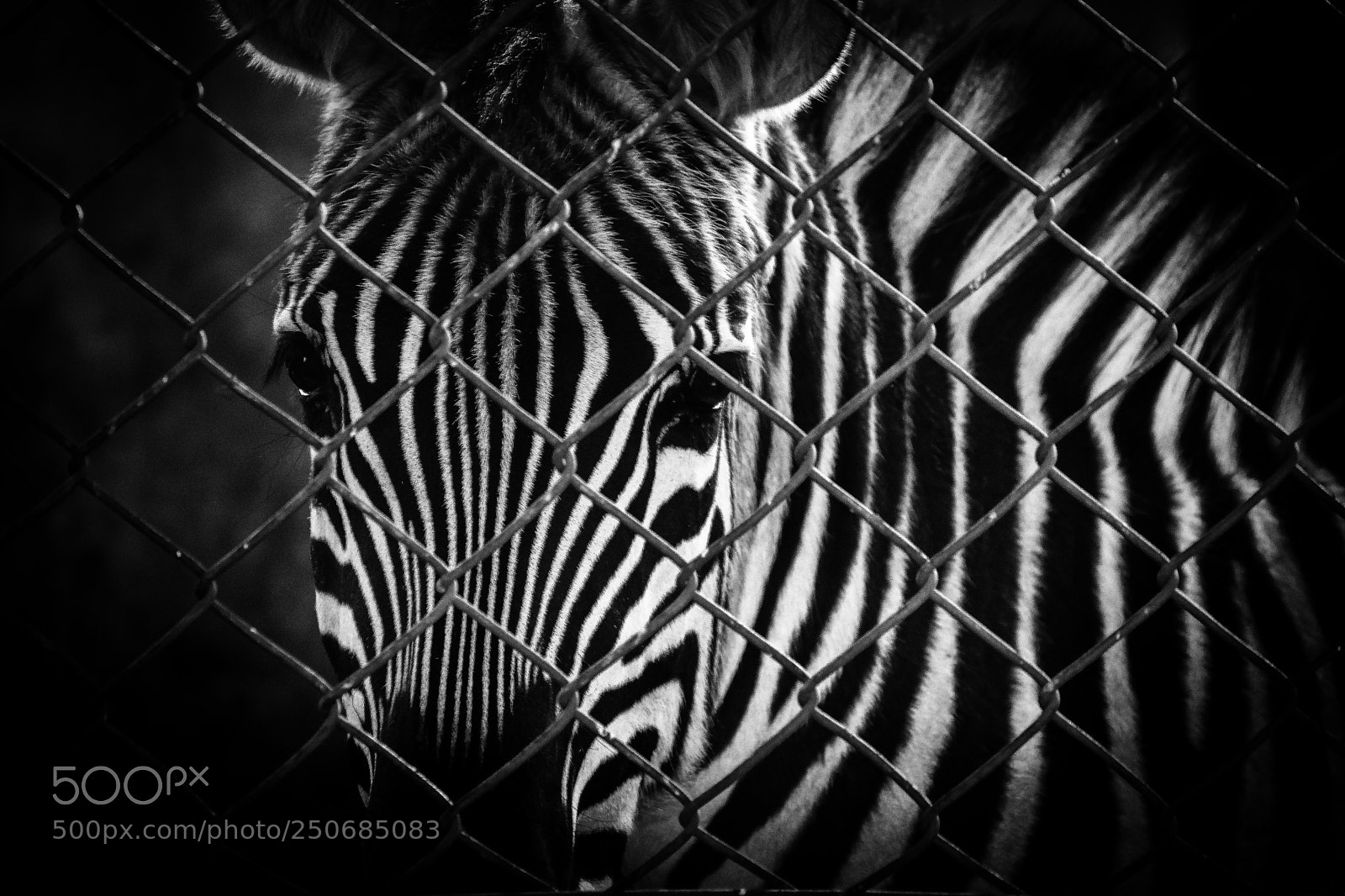 Nikon D7100 sample photo. Longing for freedom photography