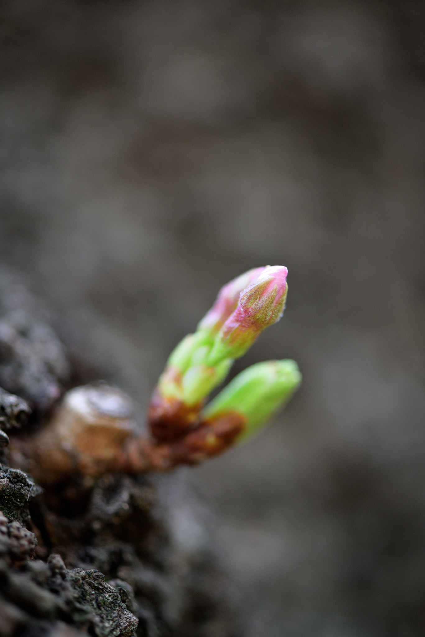 Nikon AF-S Micro-Nikkor 105mm F2.8G IF-ED VR sample photo. Sakura photography