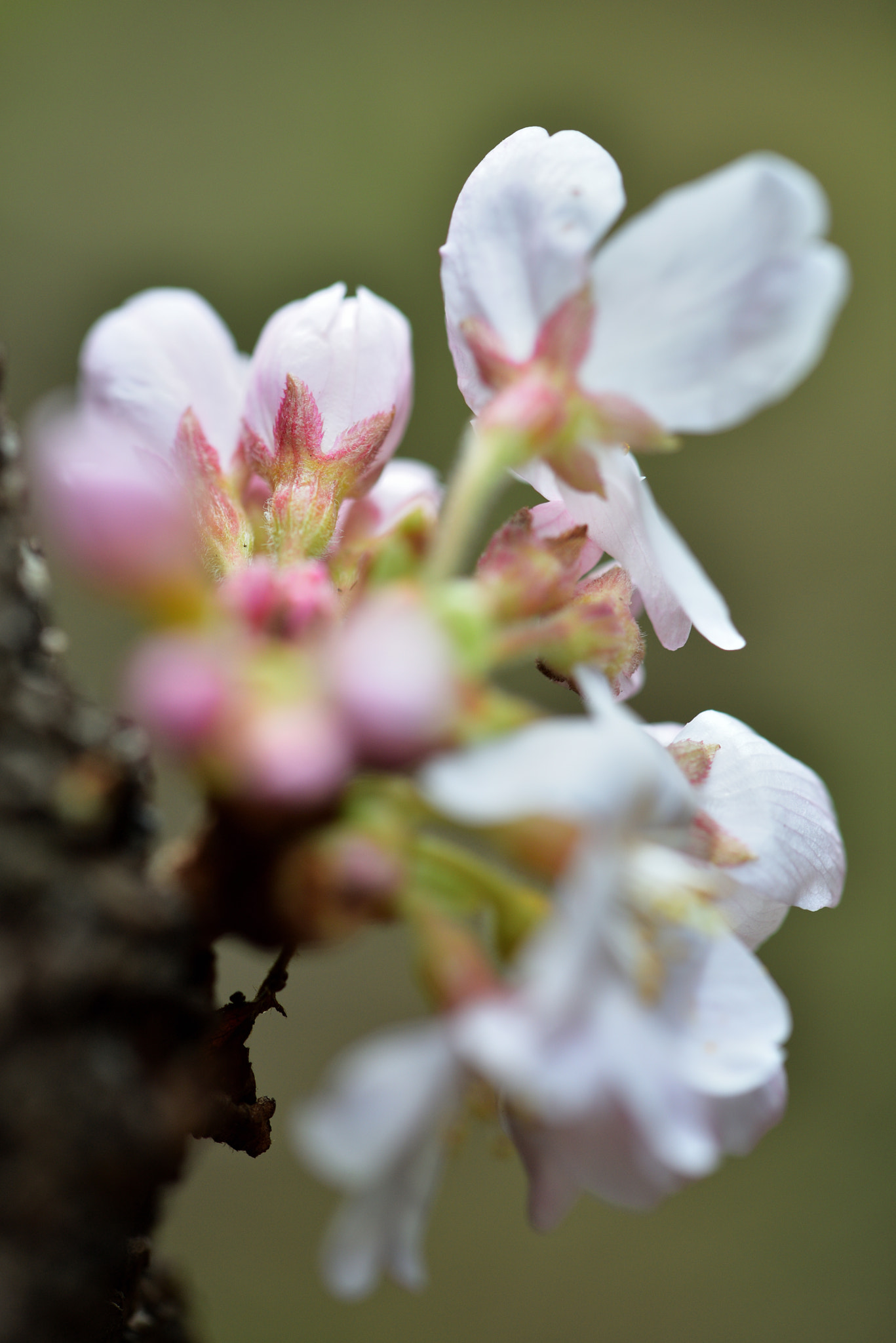Nikon AF-S Micro-Nikkor 105mm F2.8G IF-ED VR sample photo. Sakura,sakura photography