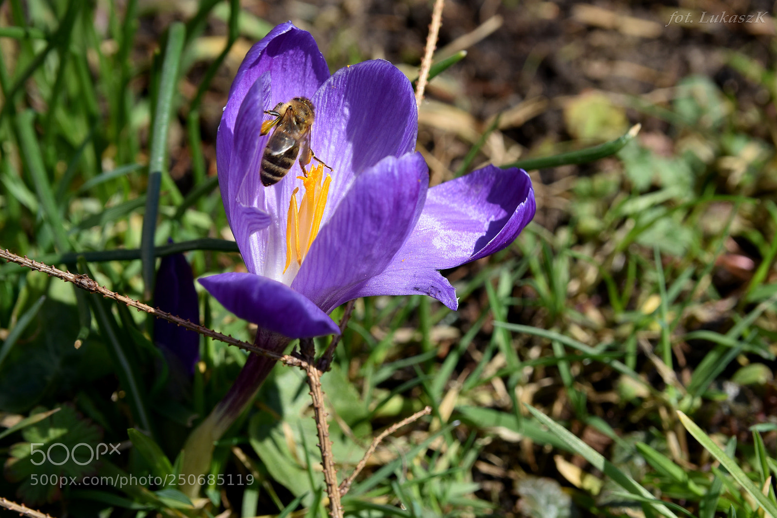 Nikon D7200 sample photo. Wiosna 2018 photography