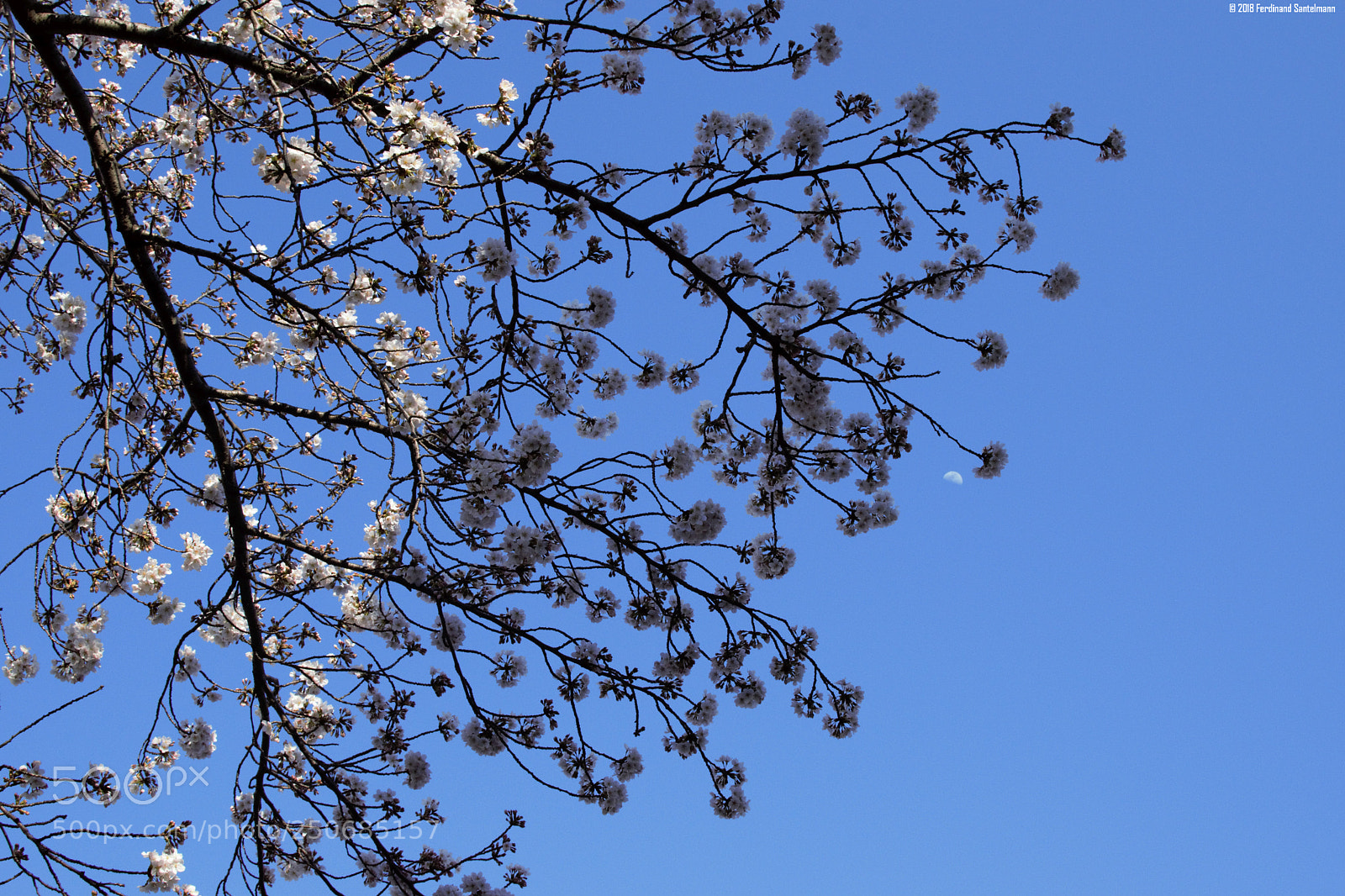 Nikon D5300 sample photo. Sakura moon branches photography