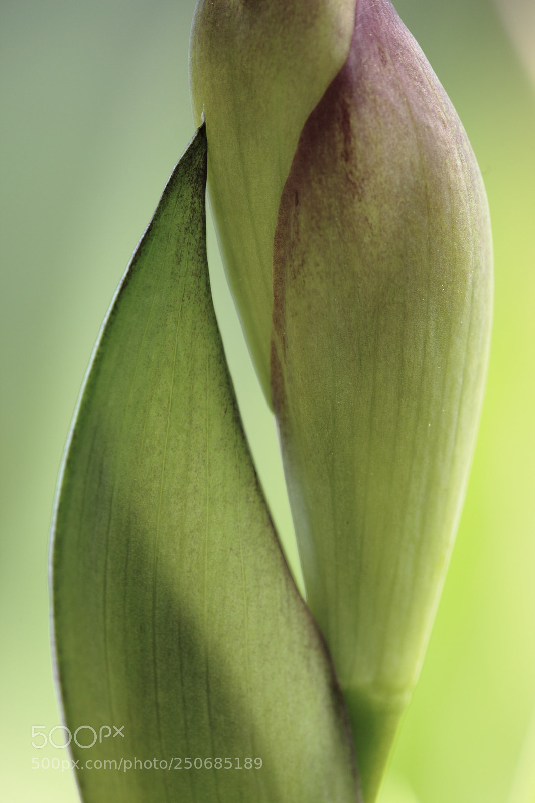 Canon EOS 5D Mark II sample photo. Transparency photography