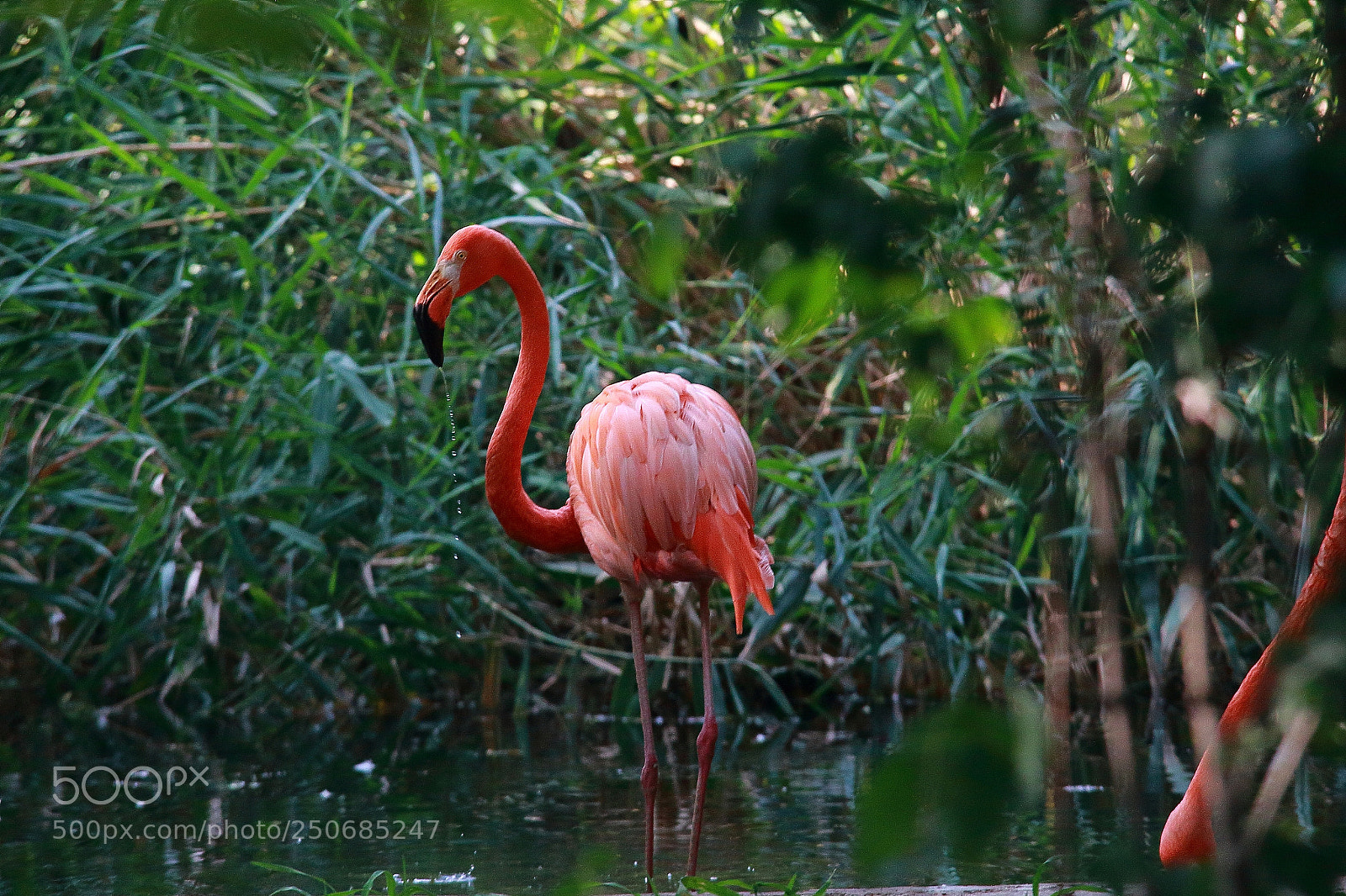 Canon EOS 650D (EOS Rebel T4i / EOS Kiss X6i) sample photo. In the jungle photography