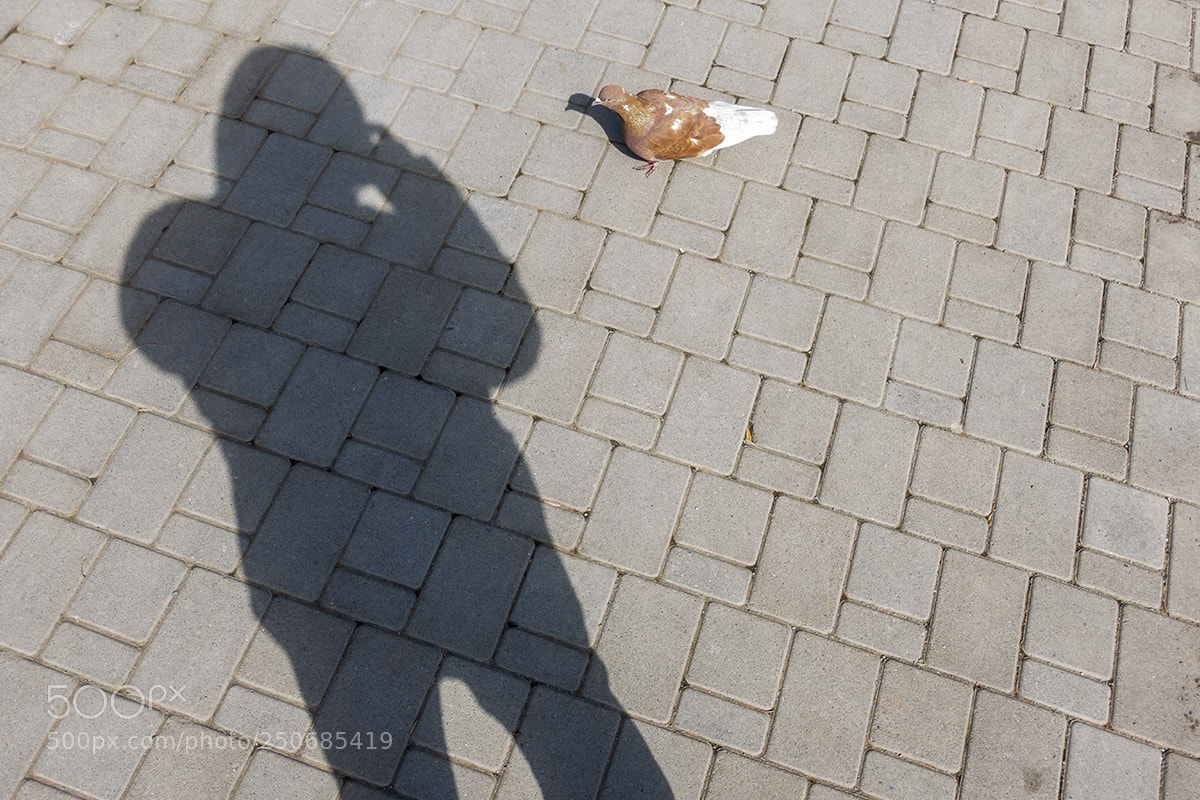 Sony DSC-RX100M5 sample photo. [] photography