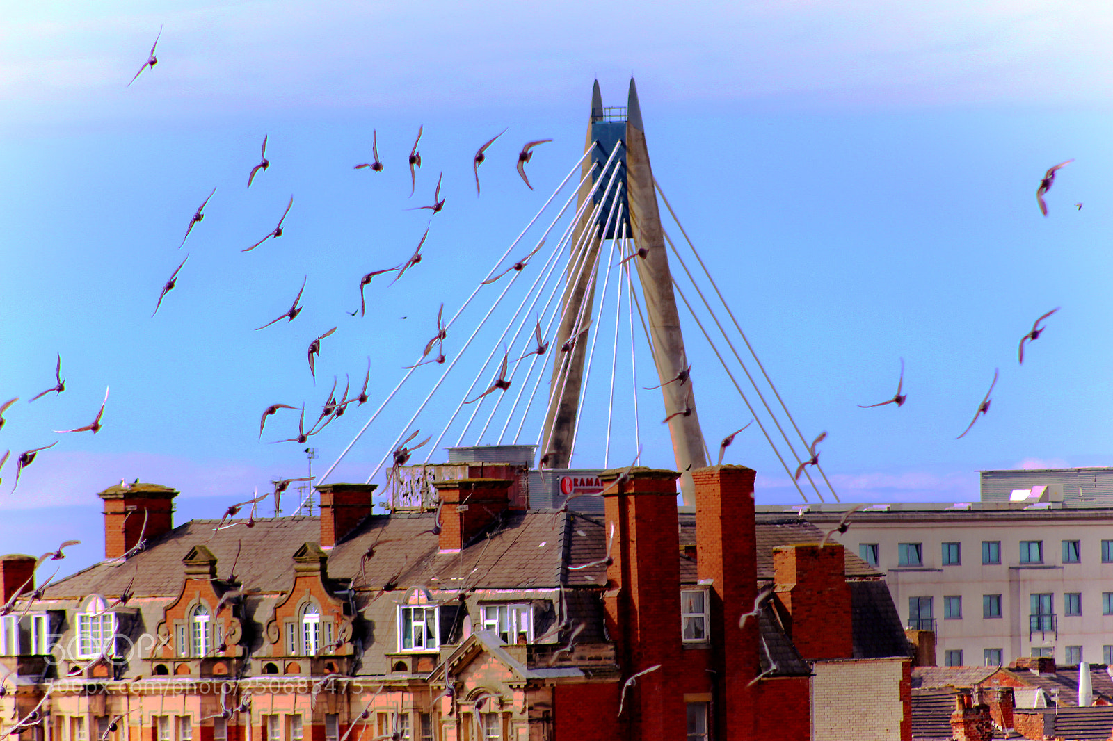 Canon EOS 700D (EOS Rebel T5i / EOS Kiss X7i) sample photo. Southport pigeons photography