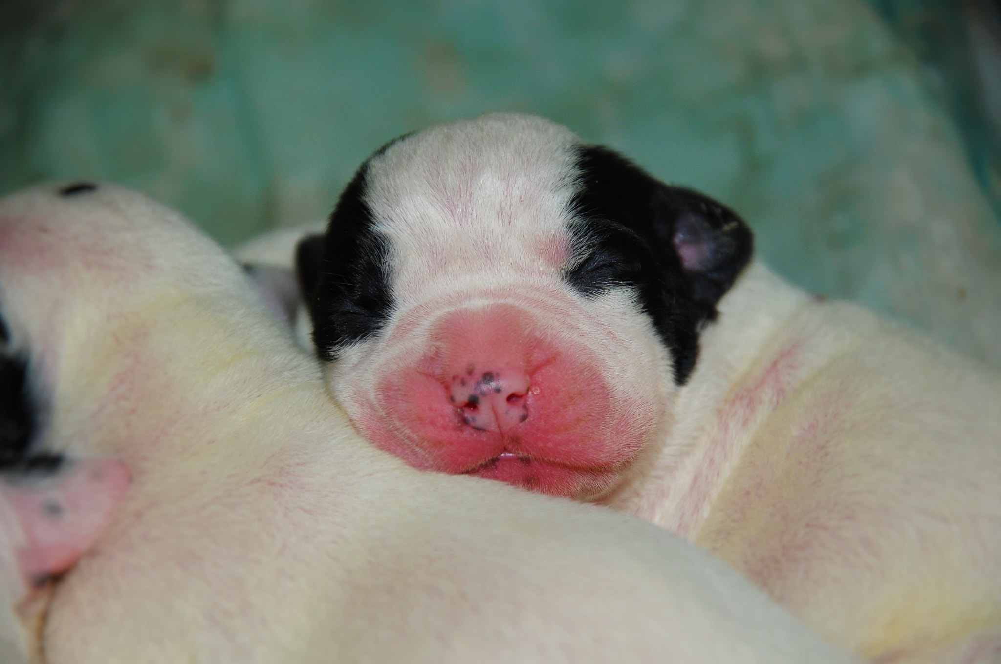 Nikon D300S sample photo. Little dogs photography