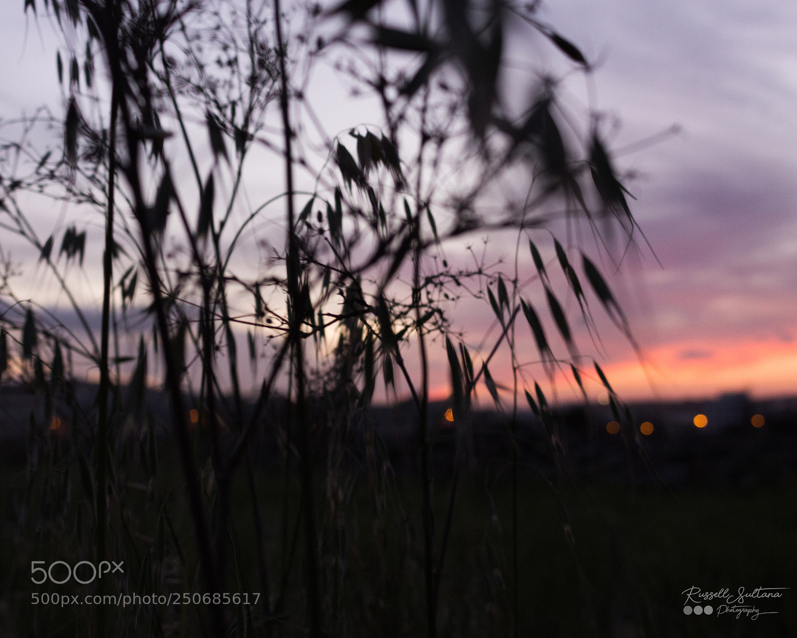 Canon EOS 700D (EOS Rebel T5i / EOS Kiss X7i) sample photo. Purple haze photography