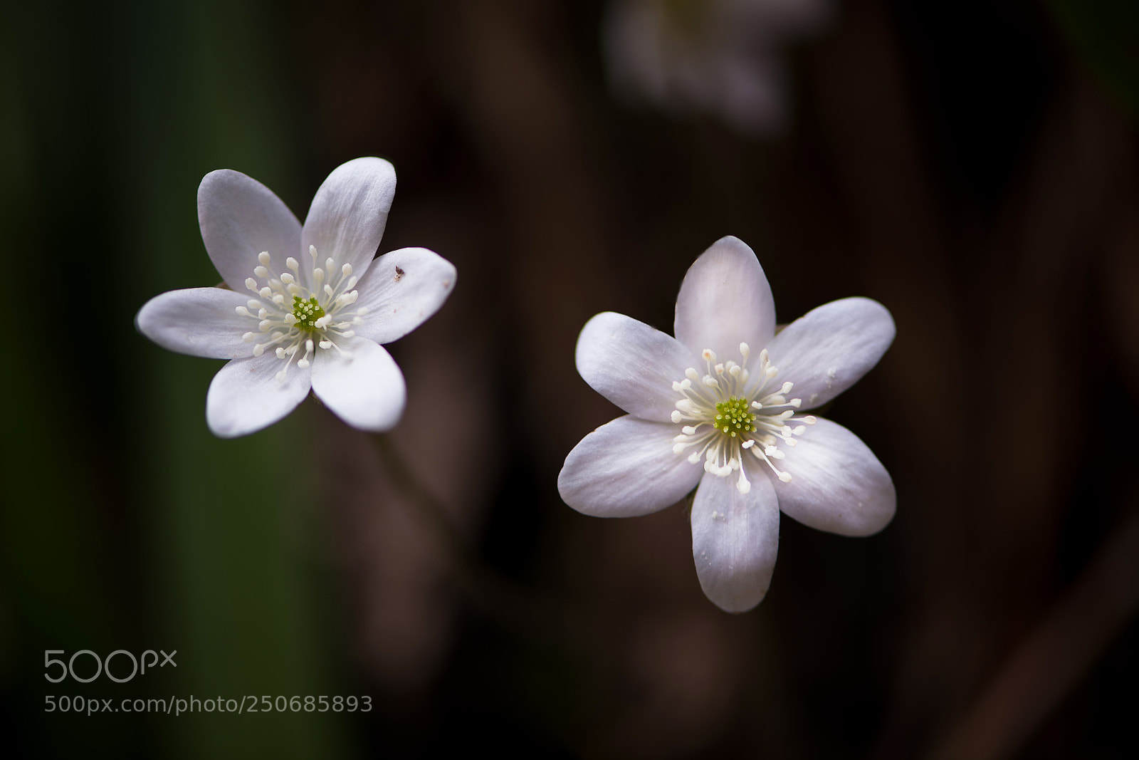 Nikon D850 sample photo. White hepatica photography