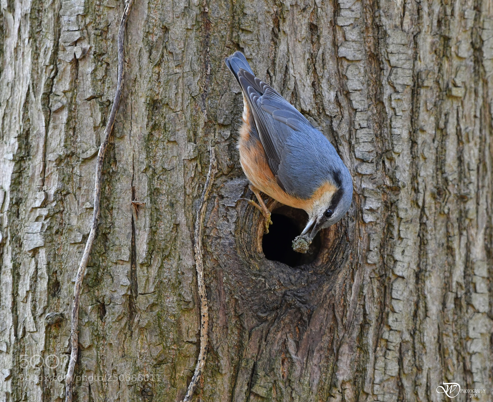Nikon D500 sample photo. Preparing the nest photography