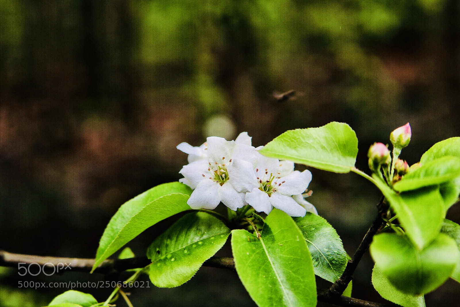 Canon EOS 750D (EOS Rebel T6i / EOS Kiss X8i) sample photo. Blossom2 photography