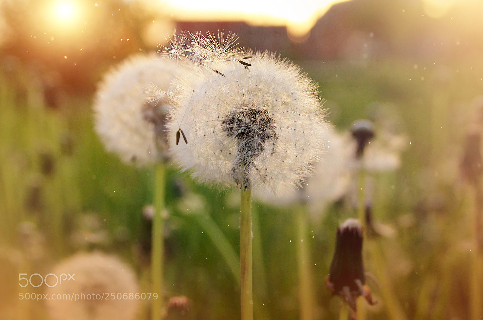 Canon EOS 600D (Rebel EOS T3i / EOS Kiss X5) sample photo. Dandelions and sunset photography