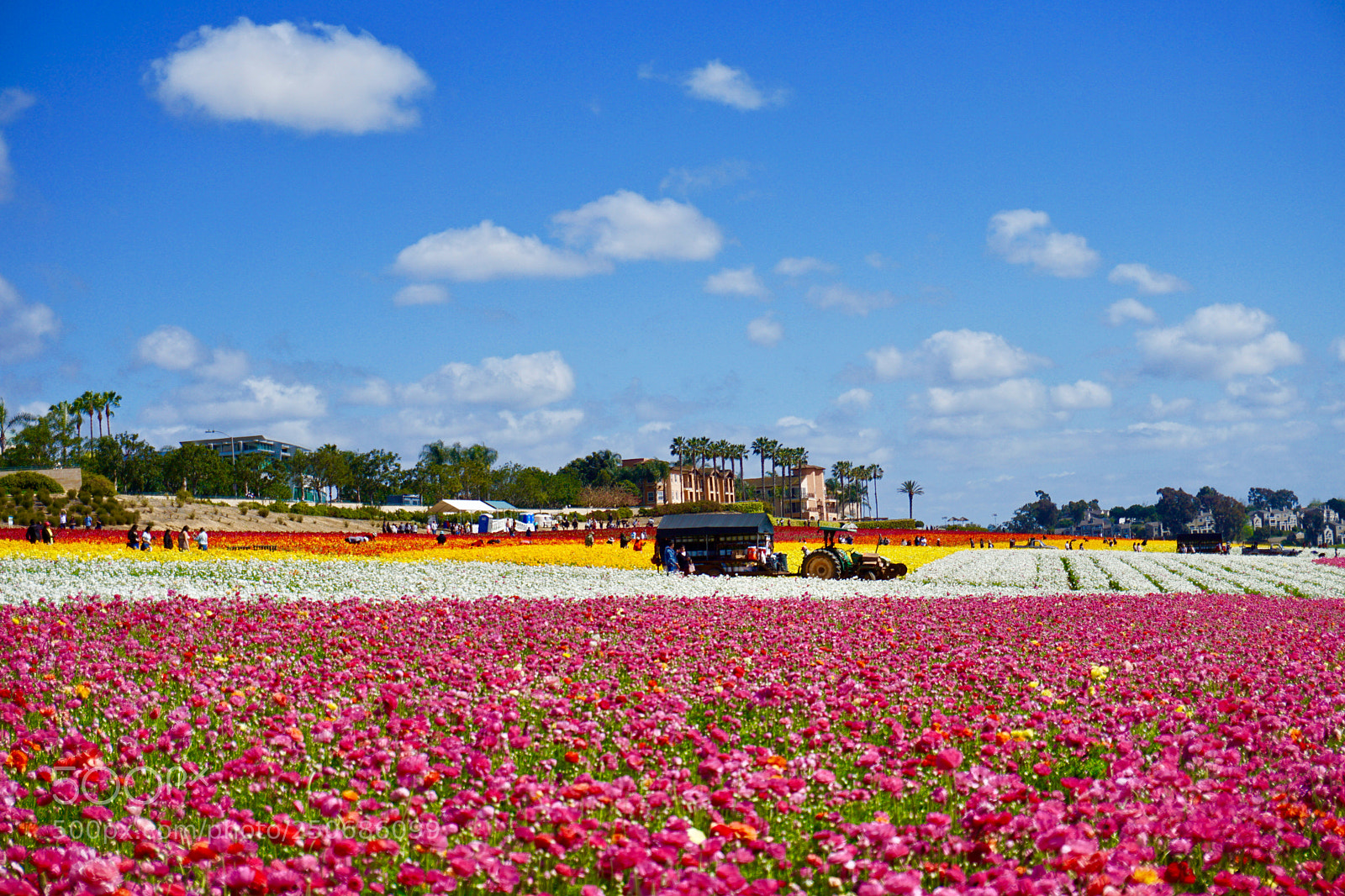 Sony a6000 sample photo. Blooming！ photography