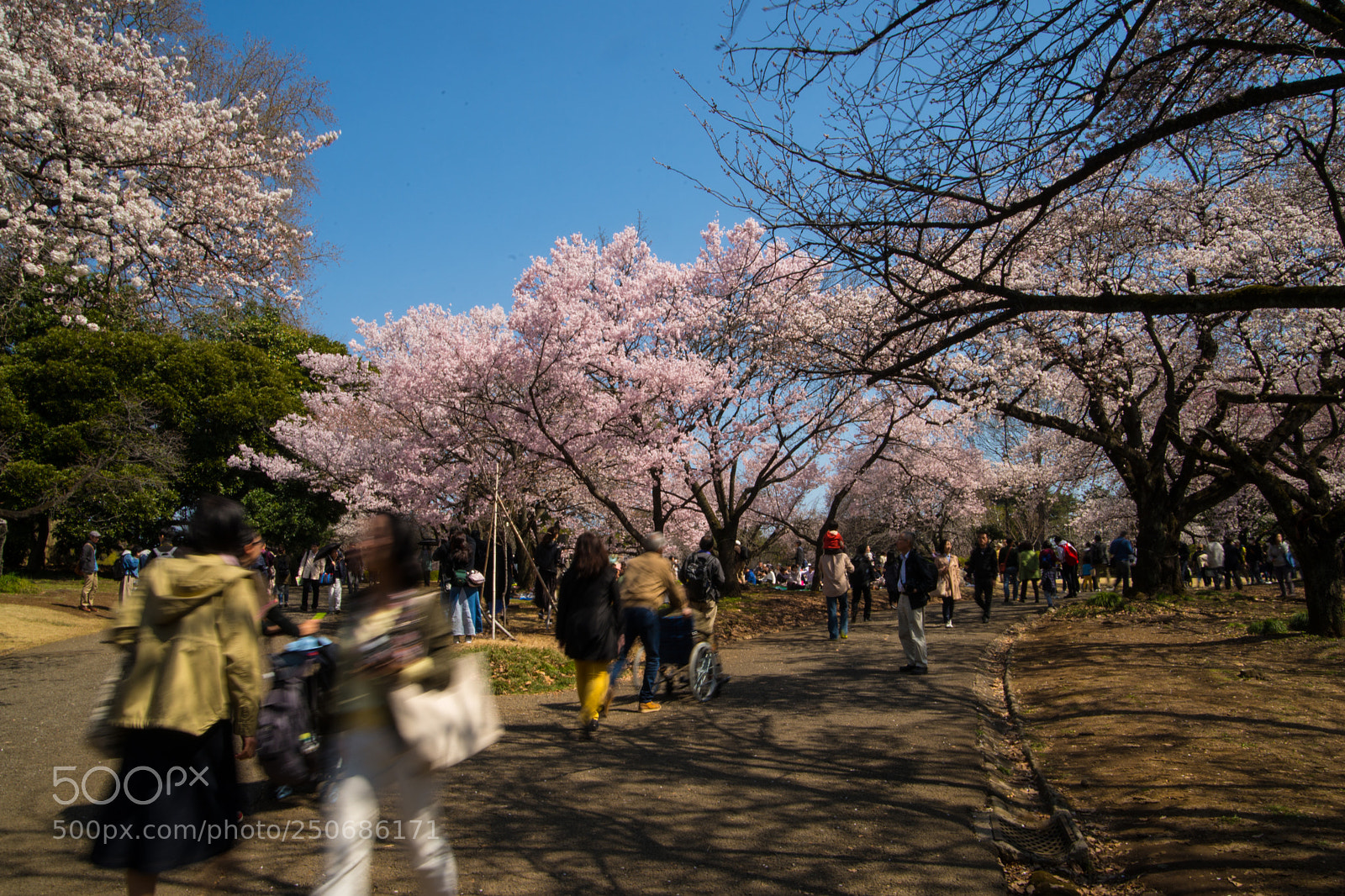 Sony SLT-A99V sample photo. Ohanami motion photography