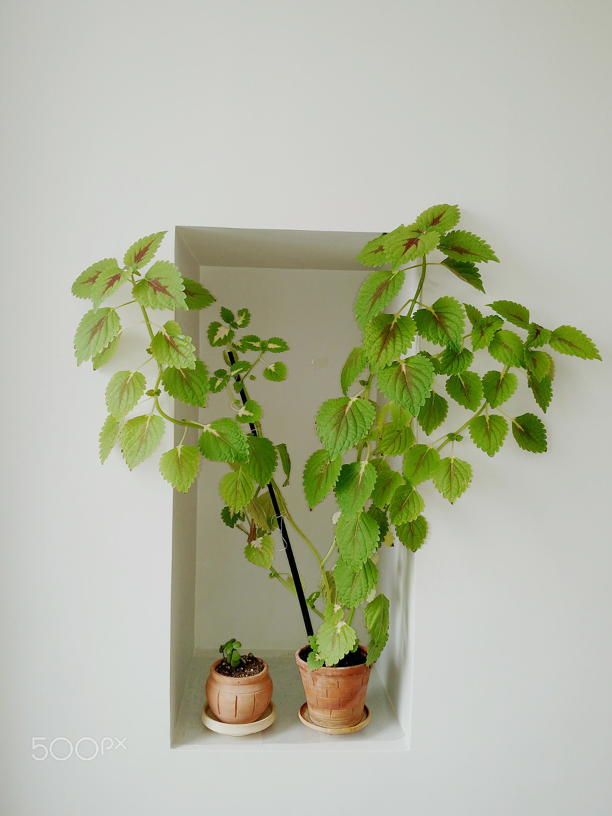 Motorola Droid Turbo sample photo. Plant pot in a niche photography