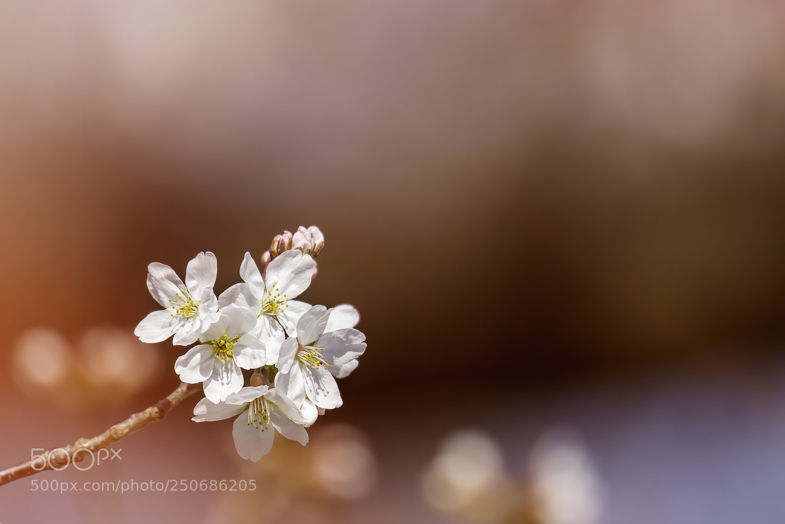 Nikon D810 sample photo. Beauty photography