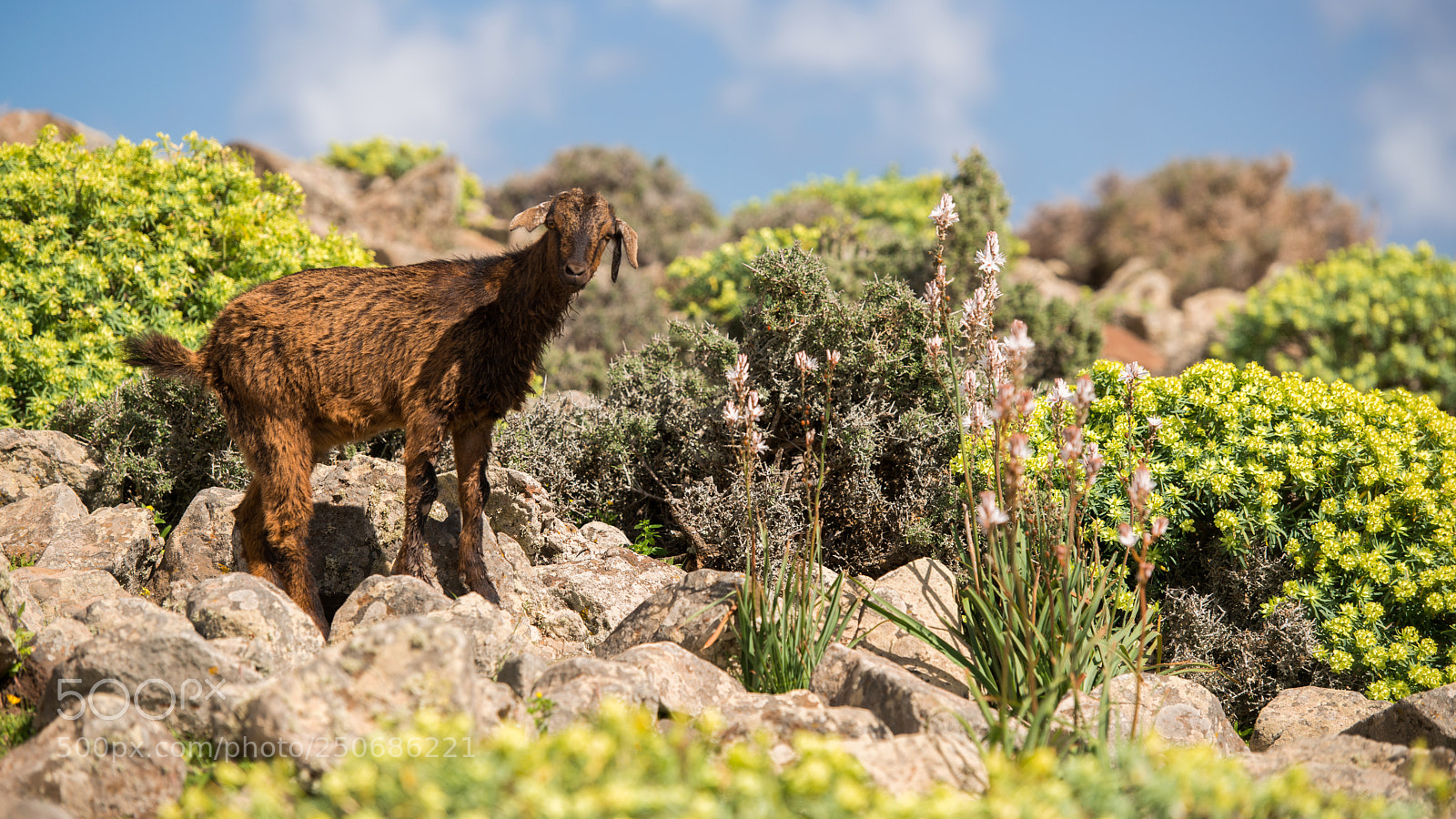 Nikon D800 sample photo. Goats of fuerteventura 1 photography