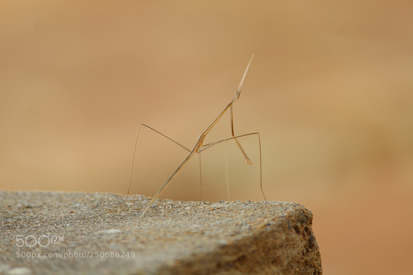 Canon EF-S 55-250mm F4-5.6 IS II sample photo. Stick bug photography