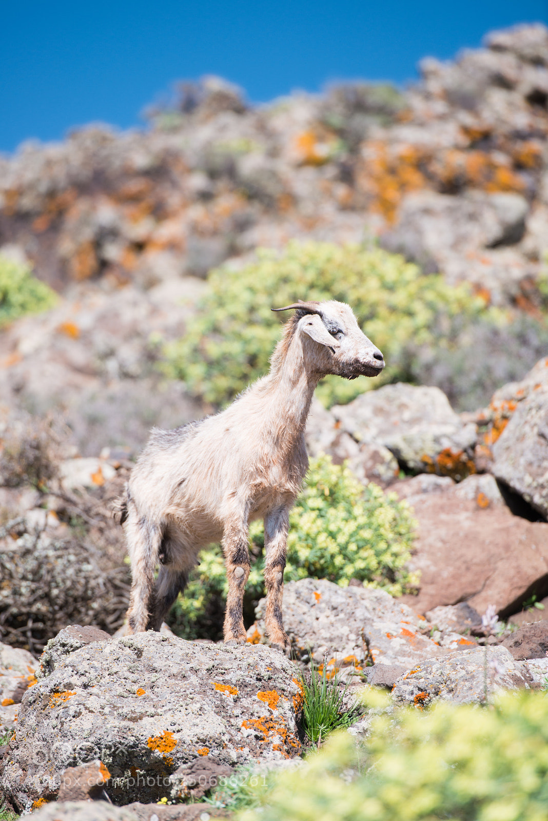 Nikon D800 sample photo. Goats of fuerteventura 2 photography