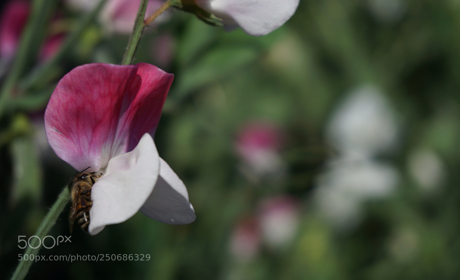 Sony a6000 sample photo. Spring photography