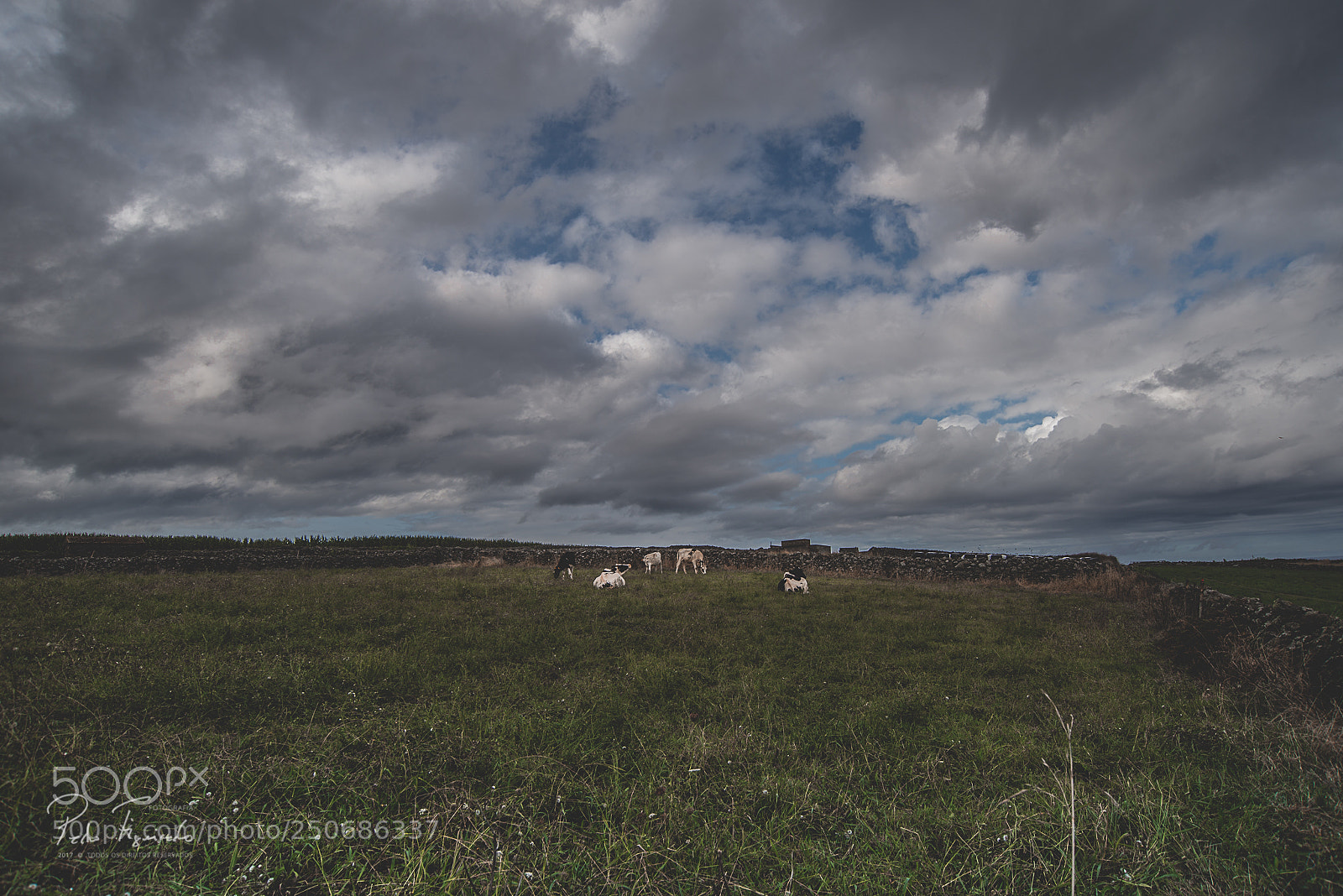 Nikon D610 sample photo. Gado pastando | cattle grazing photography