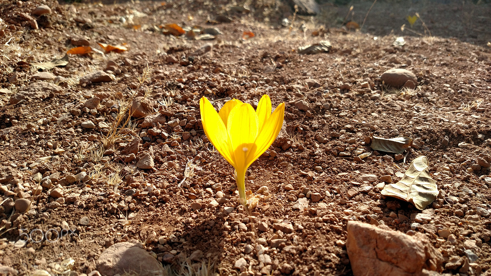 Motorola Droid Turbo sample photo. Yellow tulip photography