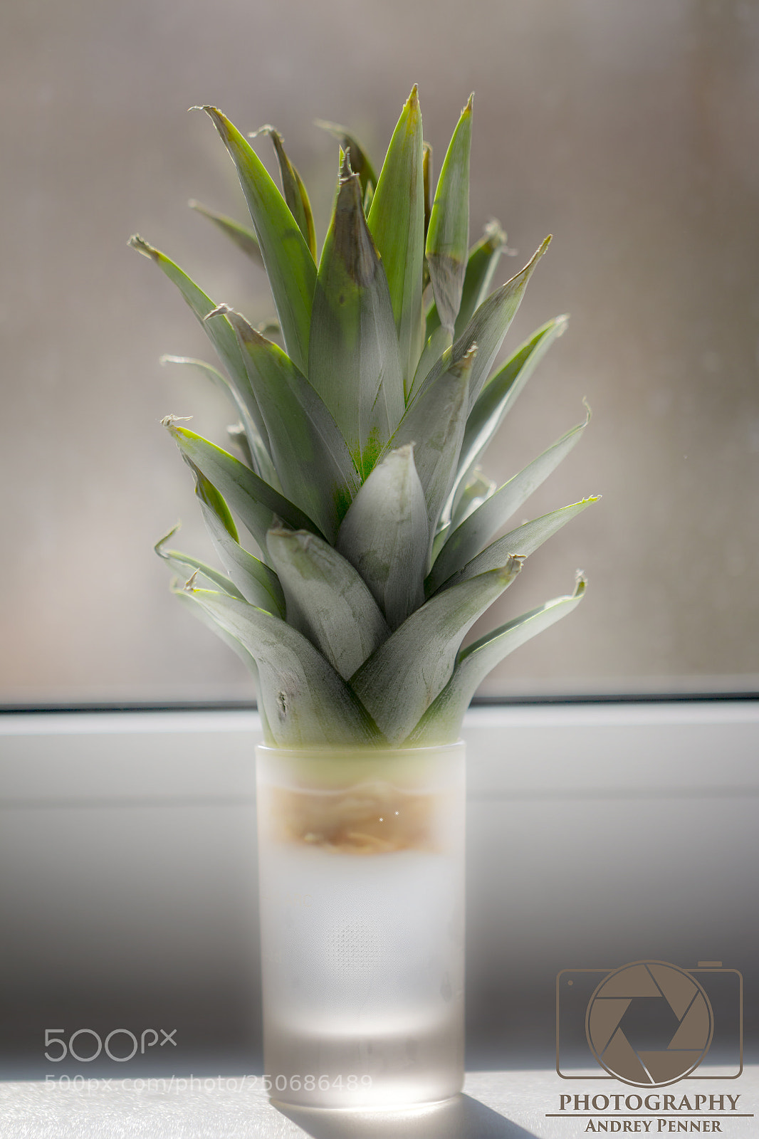 Canon EOS 70D sample photo. Ananas photography