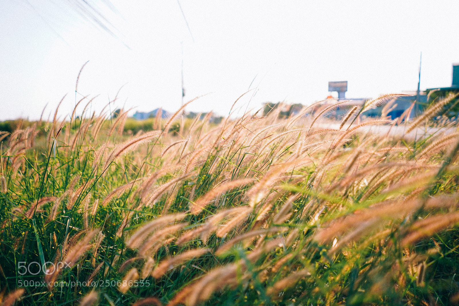 Sony a7 sample photo. Dsc photography
