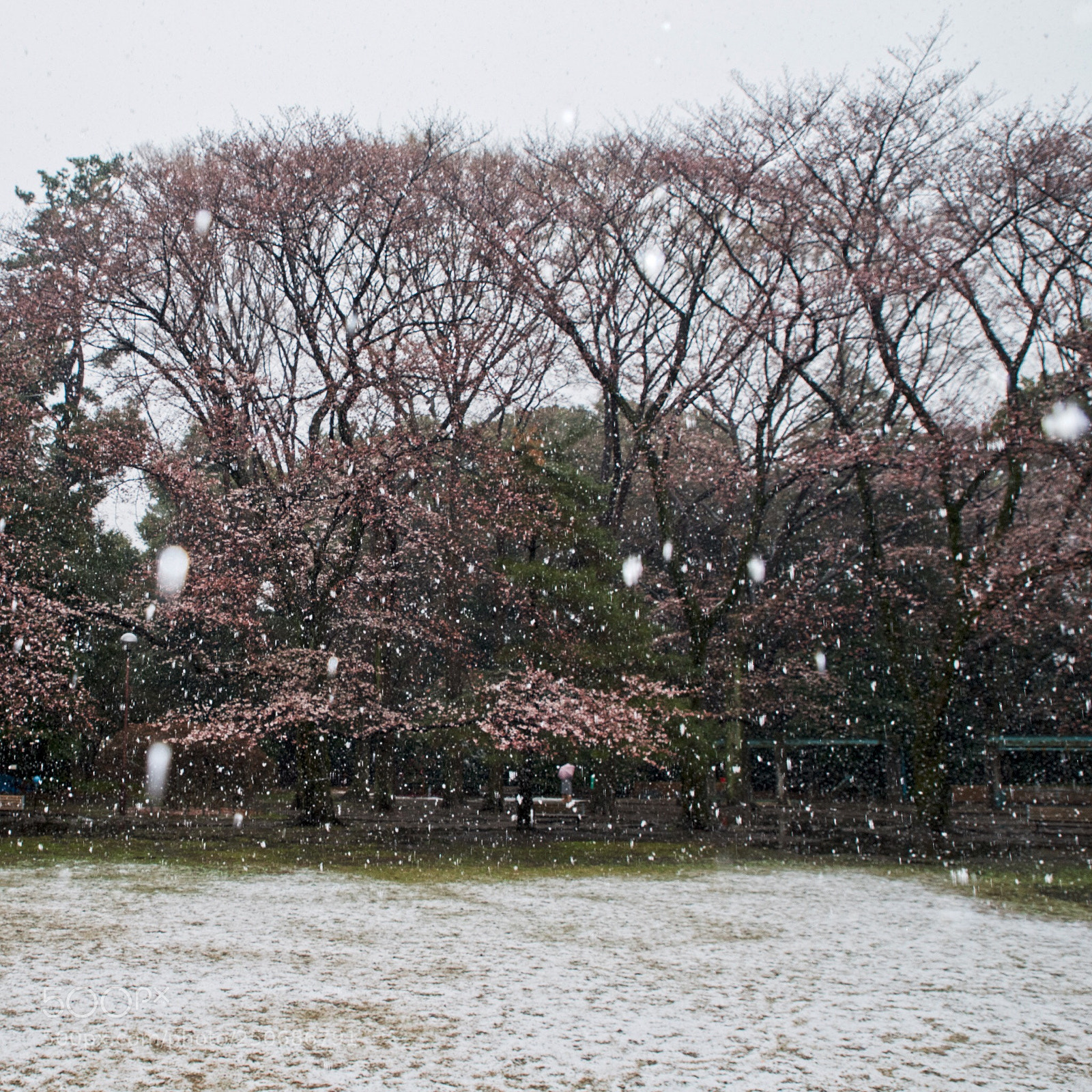 Pentax K-1 sample photo. Cherry blossom in snow photography