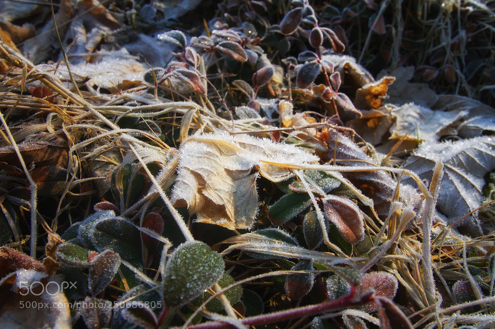 Canon EOS 7D sample photo. Morgentau photography