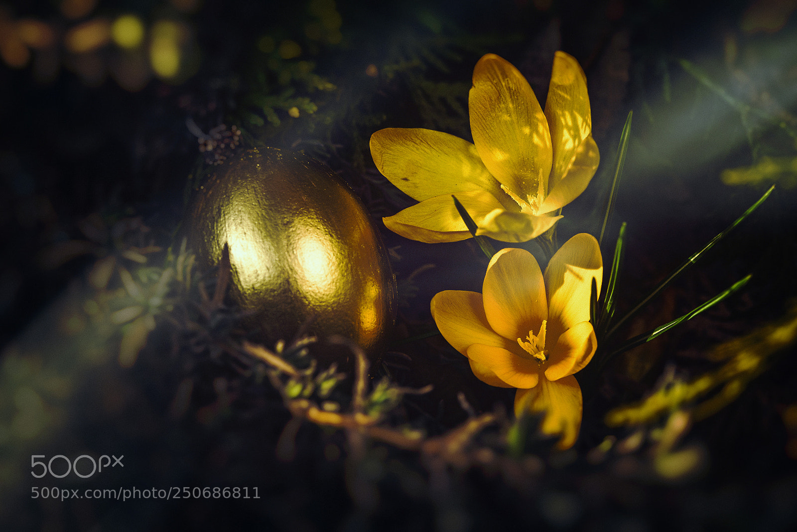 Nikon D810 sample photo. Easter gold photography