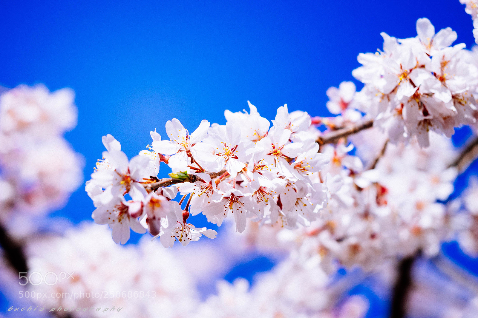 Olympus OM-D E-M1 sample photo. Cherry blossom photography