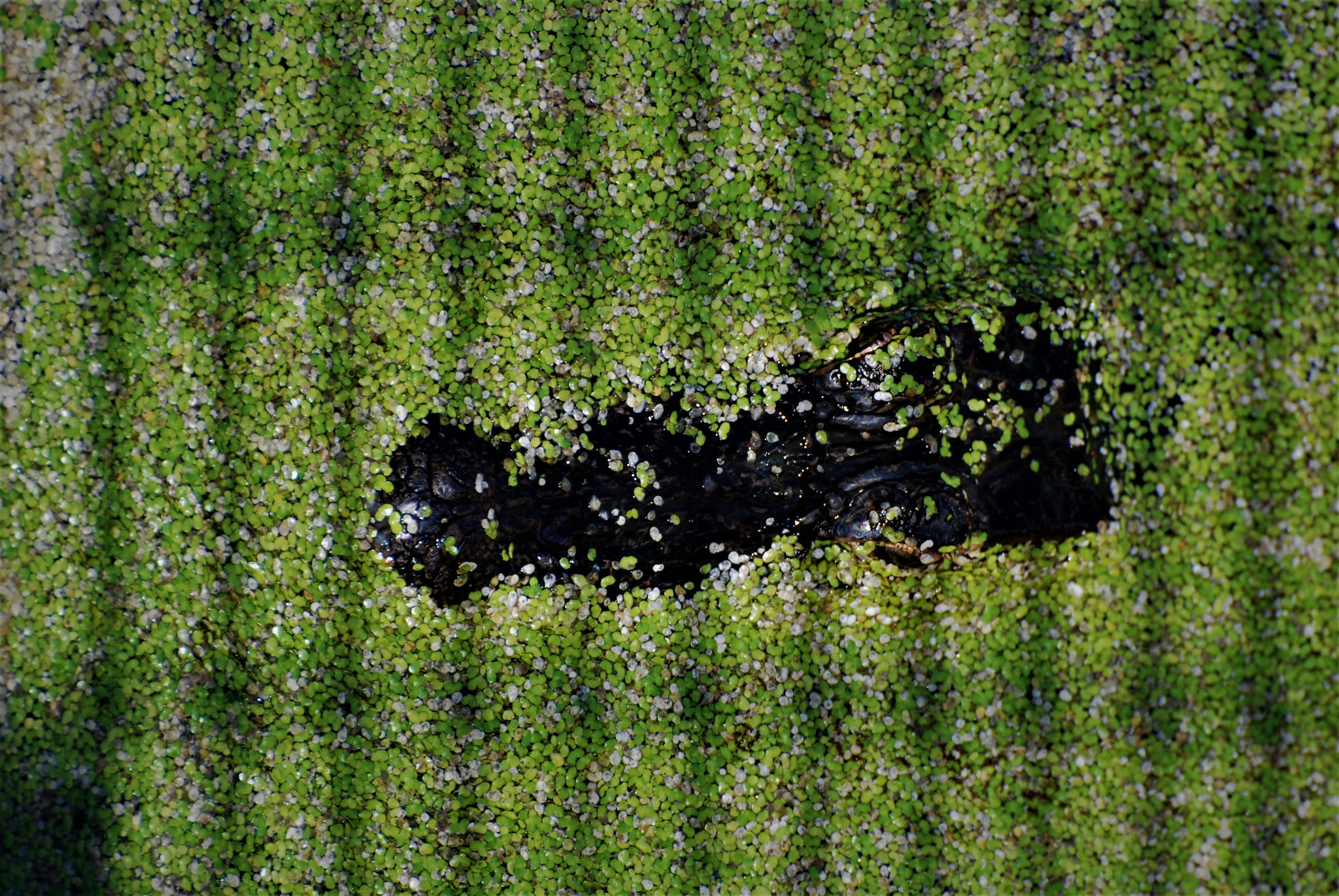 Nikon D80 sample photo. Gator photography