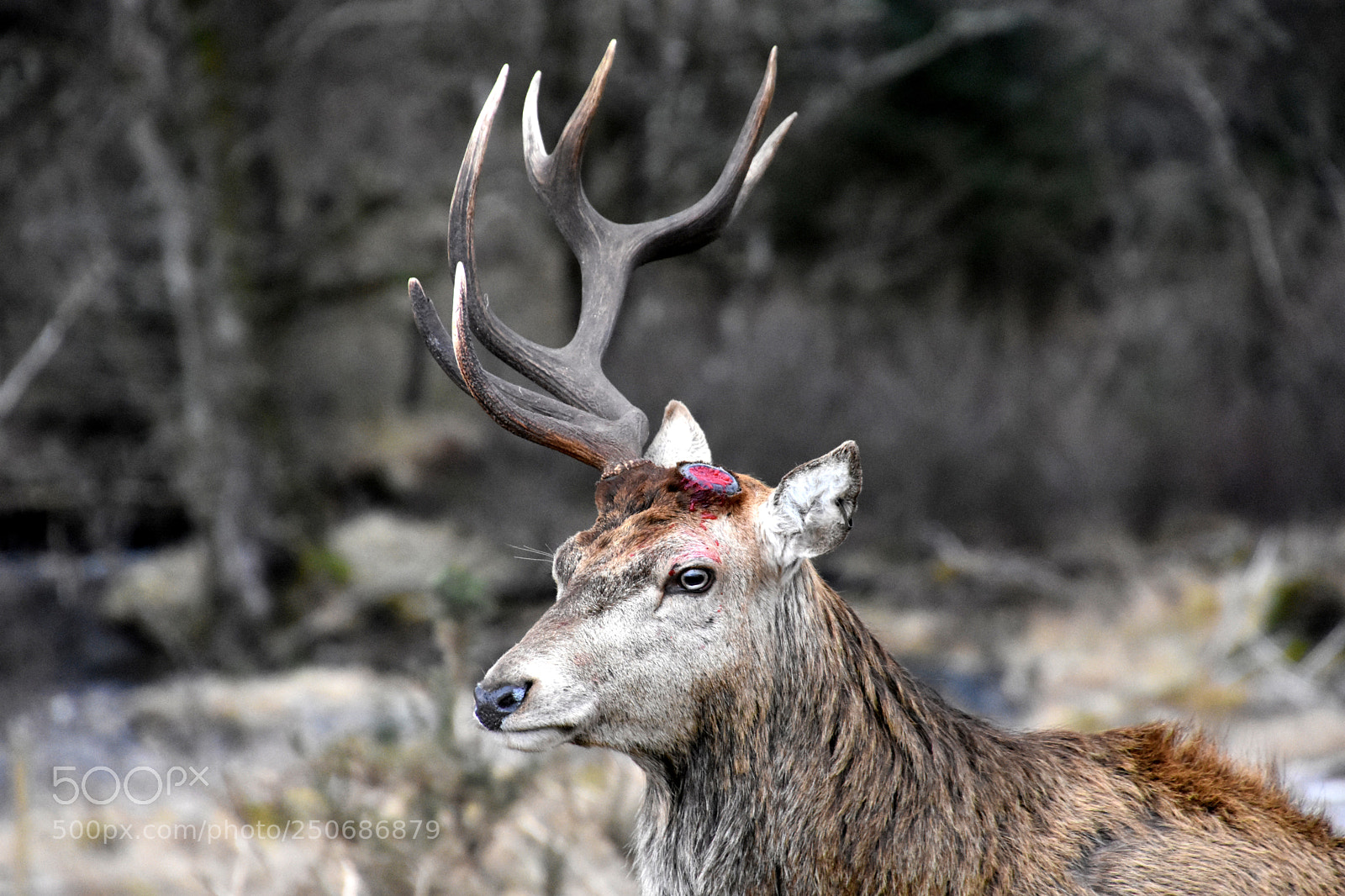 Nikon D7200 sample photo. One antler photography