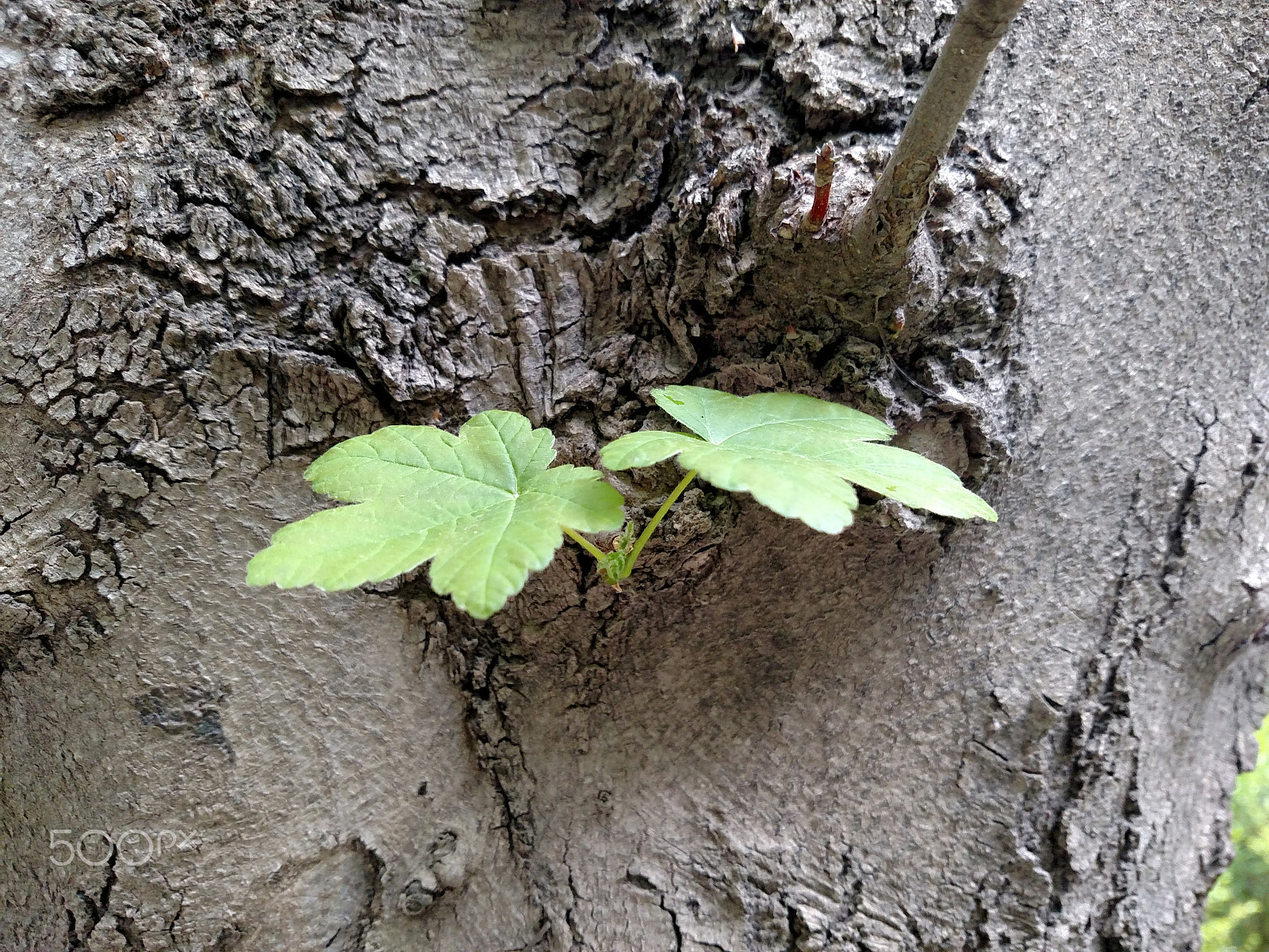 Motorola Droid Turbo sample photo. Ancient tree new spring petals photography