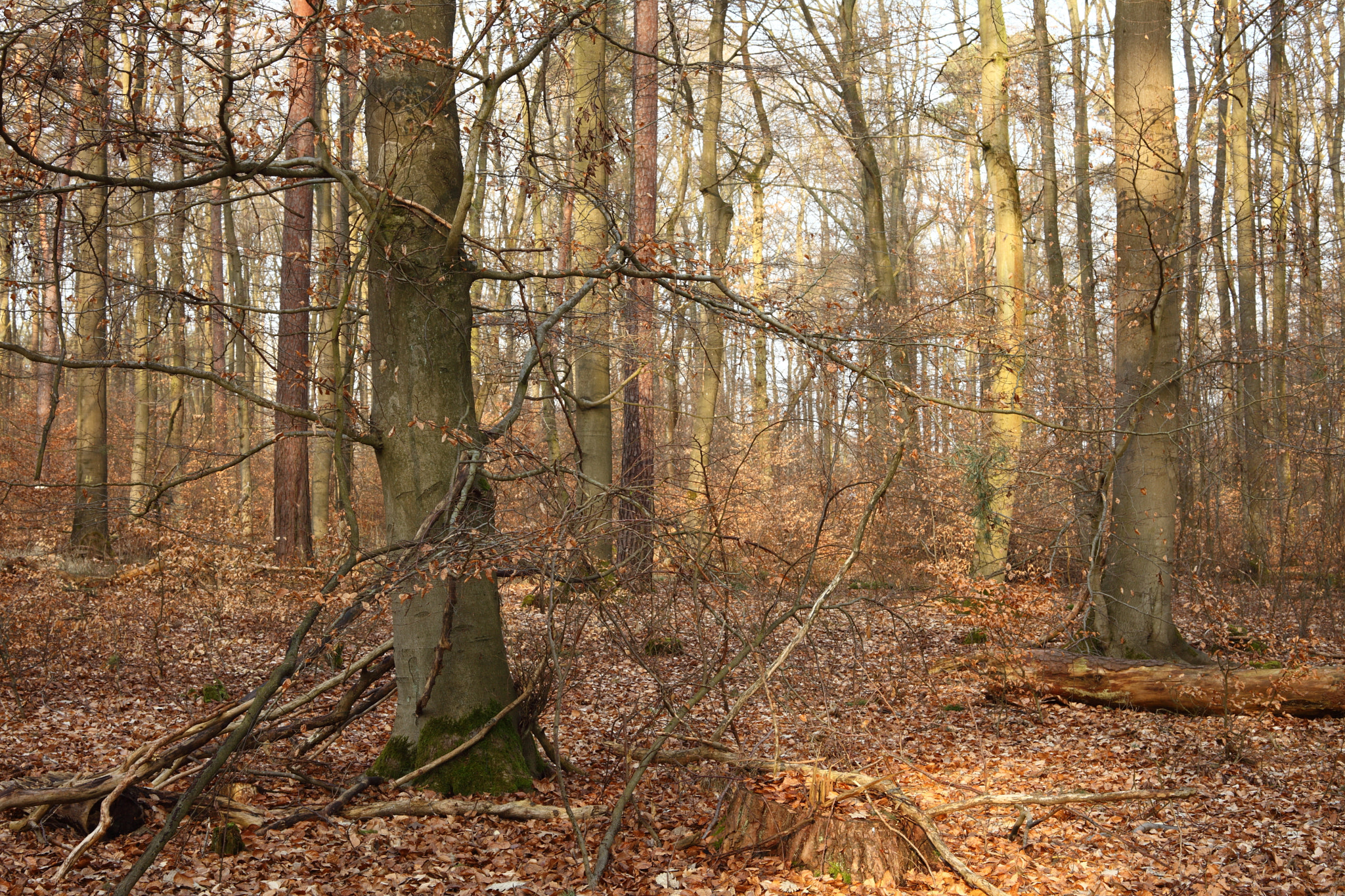 Canon EOS 5D Mark II + Canon EF 28-80mm f/3.5-5.6 sample photo. Sunrise in the forest photography