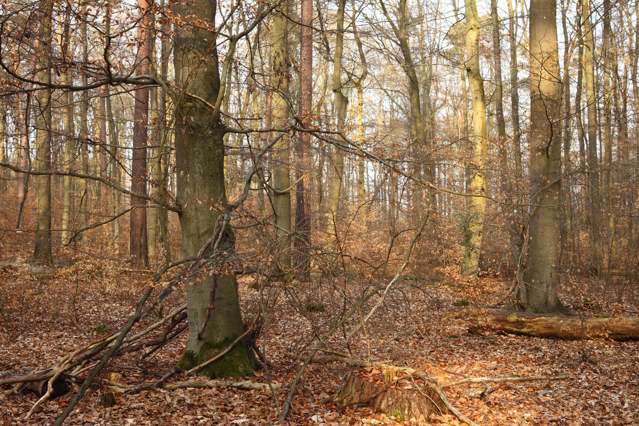 Canon EF 28-80mm f/3.5-5.6 sample photo. Sunrise in the forest photography