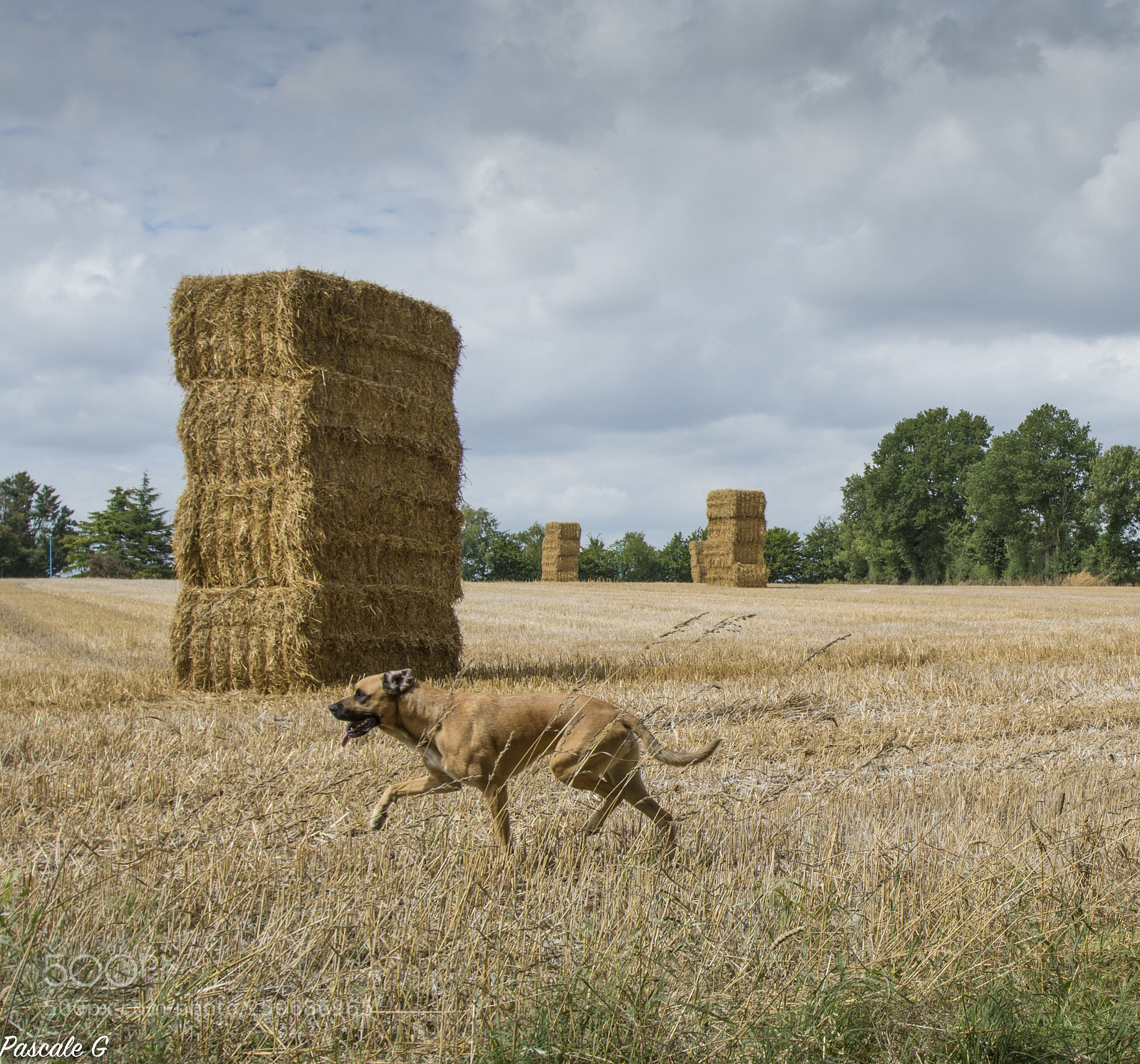 Nikon D7100 sample photo. Riding ; en balade photography