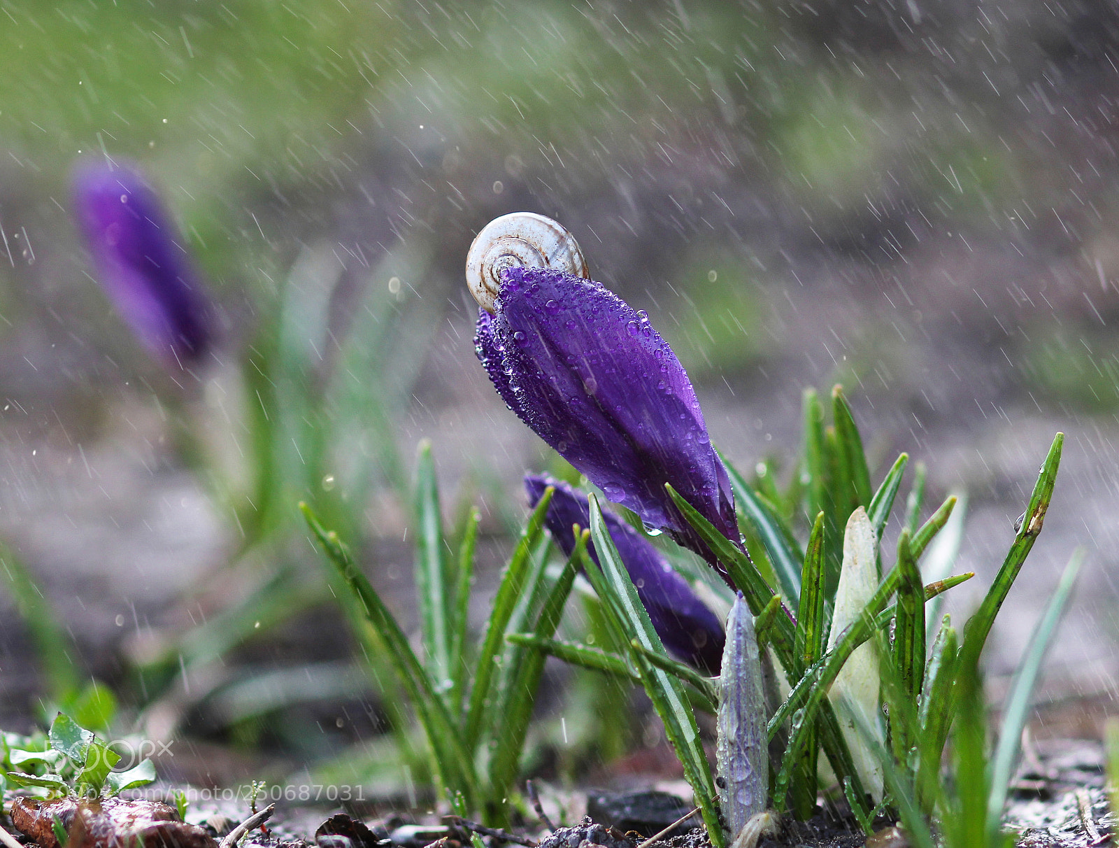 Canon EOS 600D (Rebel EOS T3i / EOS Kiss X5) sample photo. Flowers and snail photography