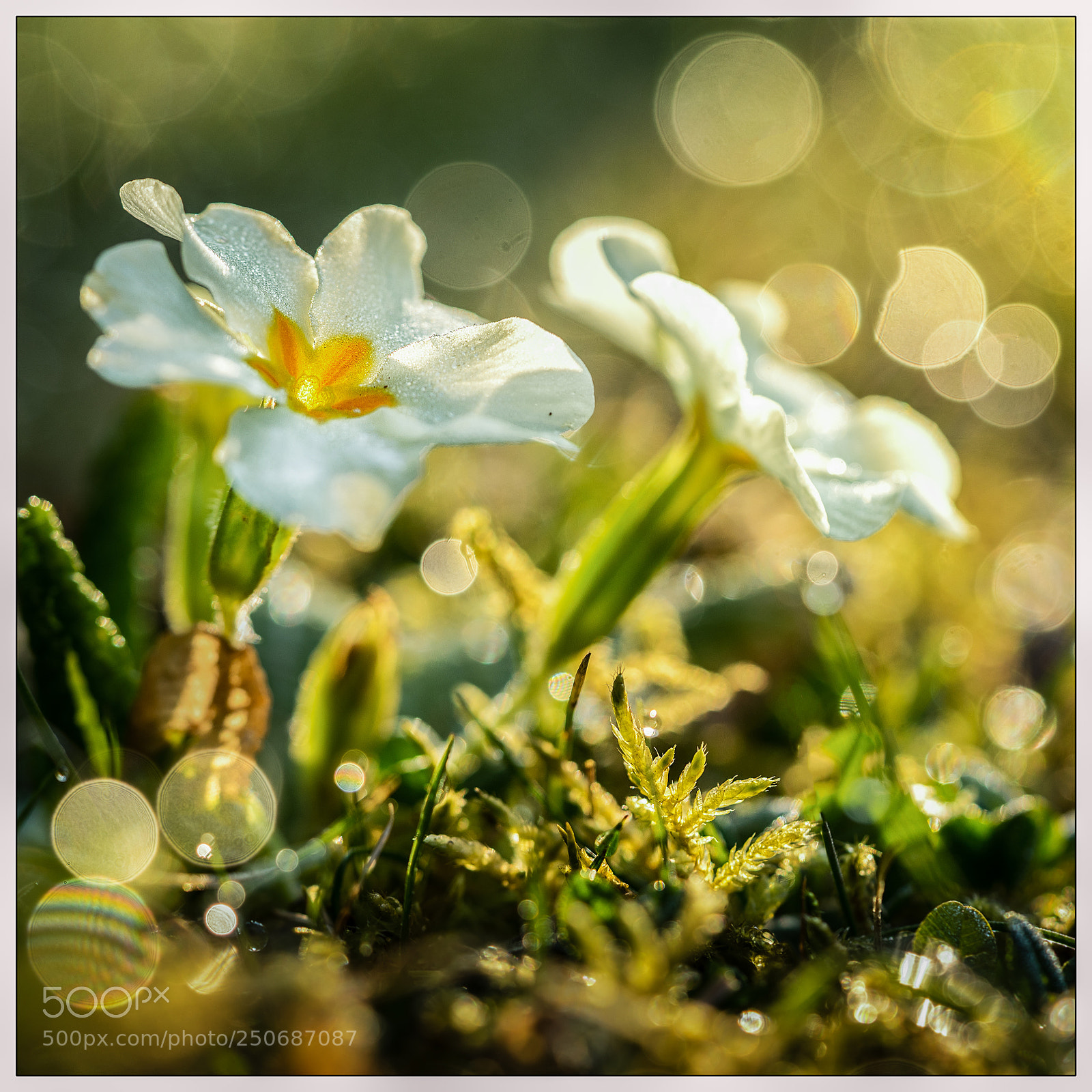 Sony a7 II sample photo. Primrose iii photography
