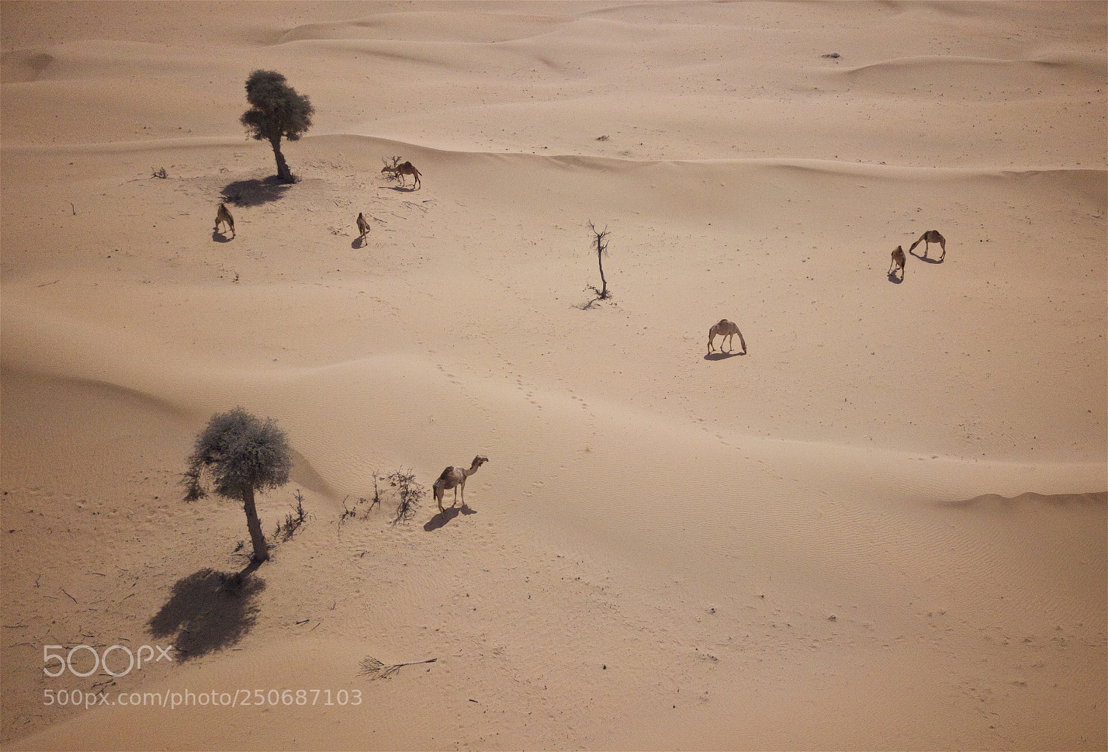 DJI FC220 sample photo. Desert photography