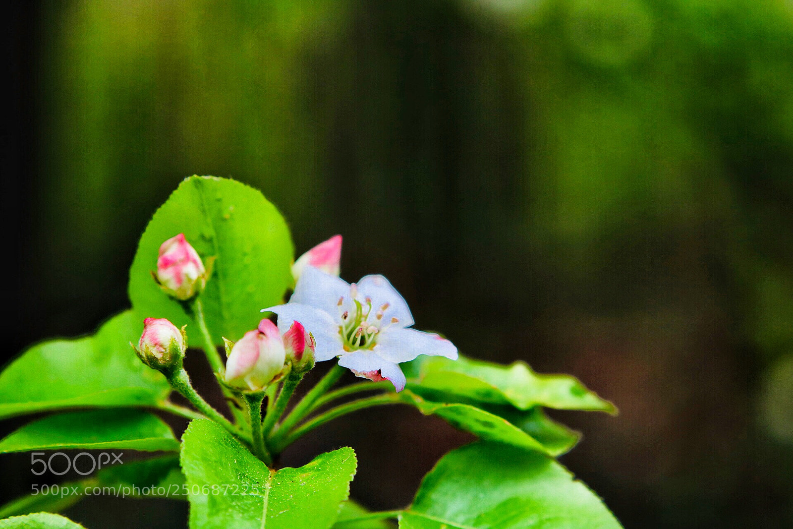Canon EOS 750D (EOS Rebel T6i / EOS Kiss X8i) sample photo. Blossom3 photography
