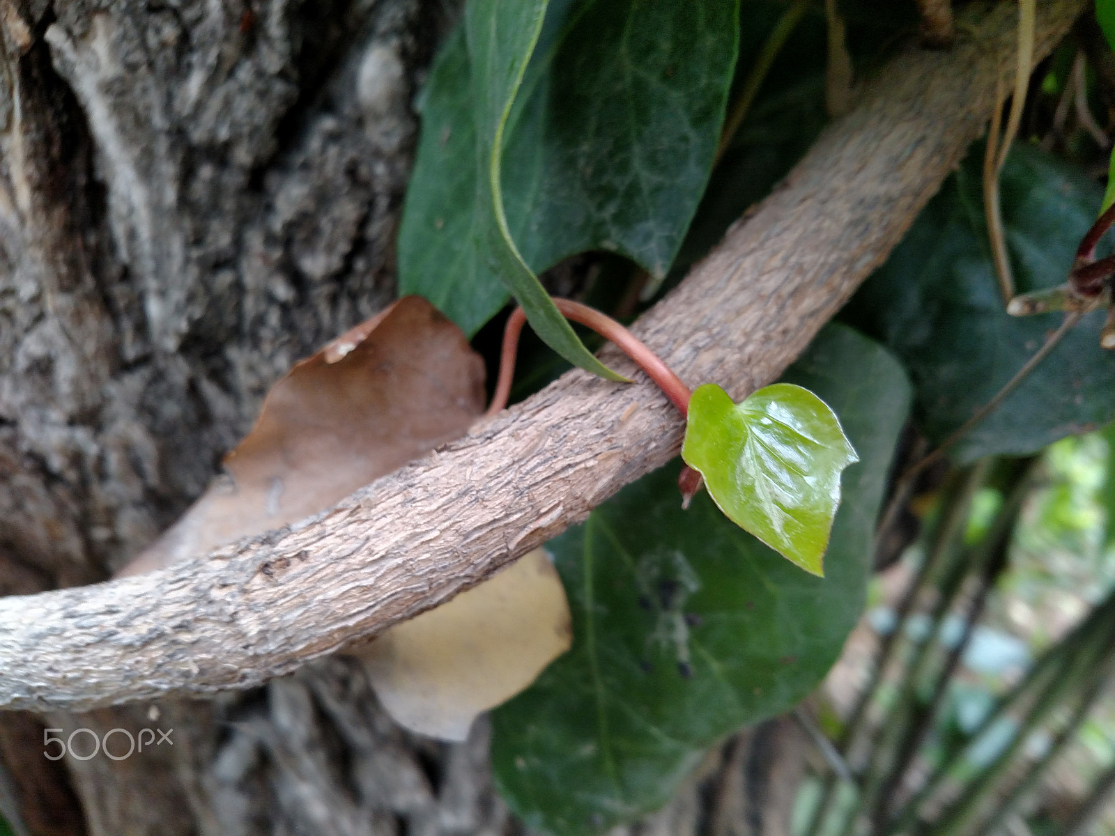 Motorola Droid Turbo sample photo. New spring branch photography