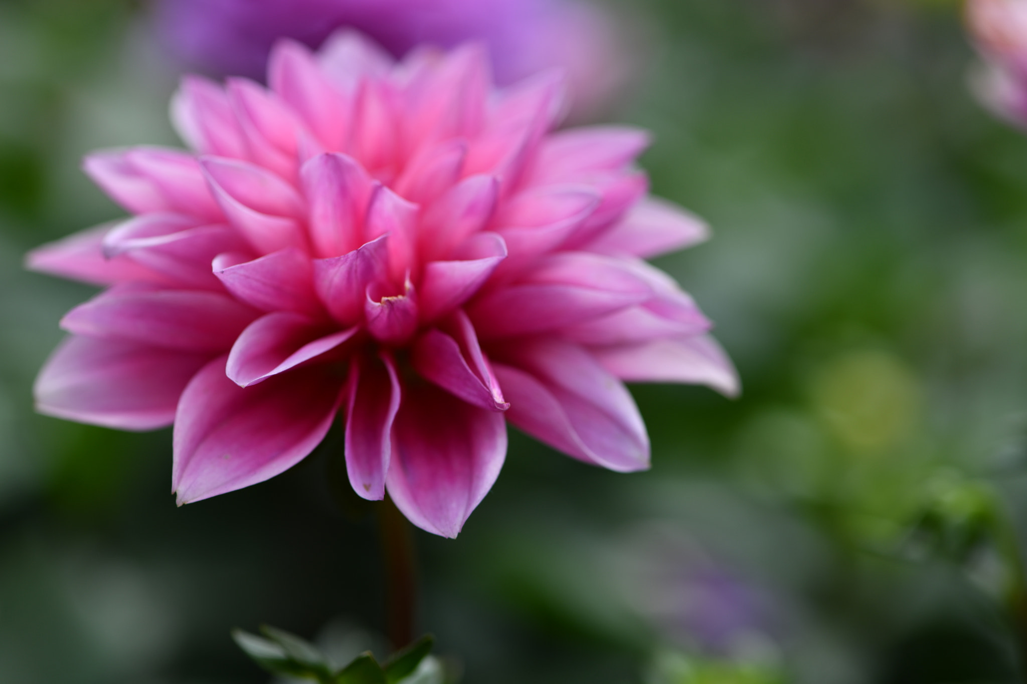 Nikon AF-S Micro-Nikkor 105mm F2.8G IF-ED VR sample photo. Dahlia photography