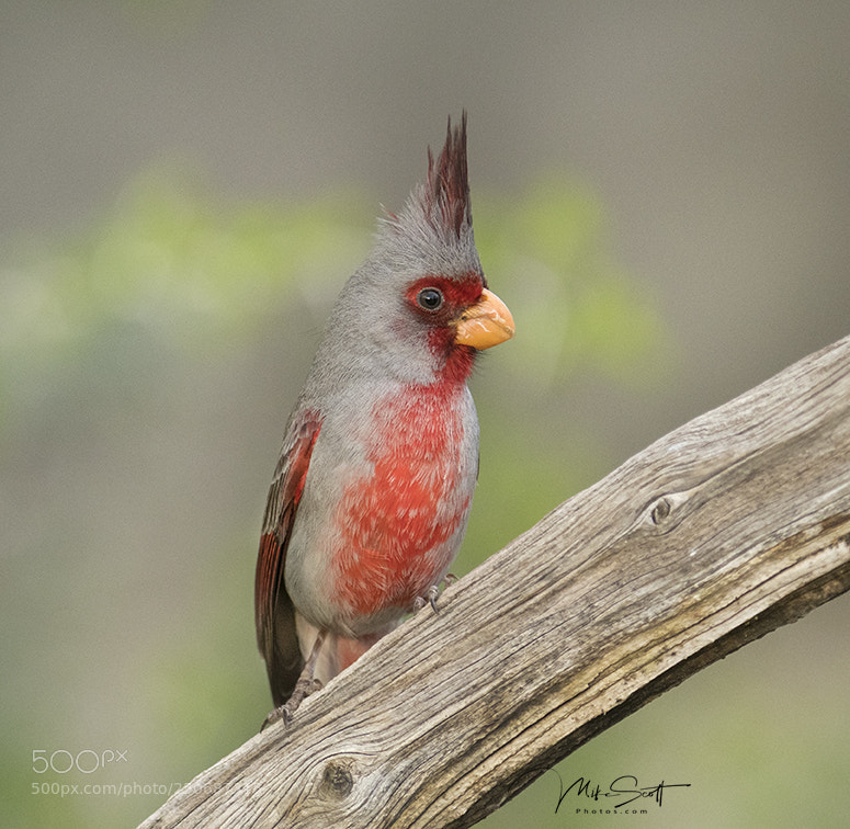 Nikon D500 sample photo. Pyrrhuloxia photography