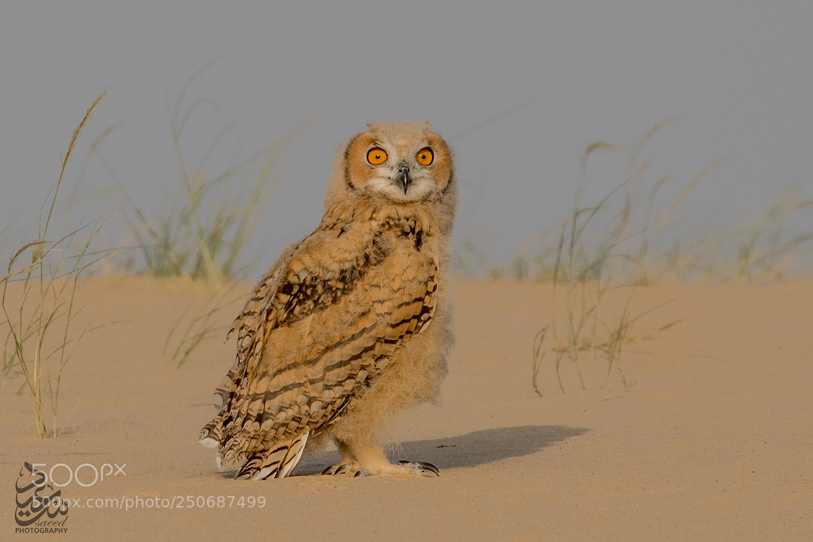 Canon EOS 7D Mark II sample photo. Pharaoh eagle owl photography
