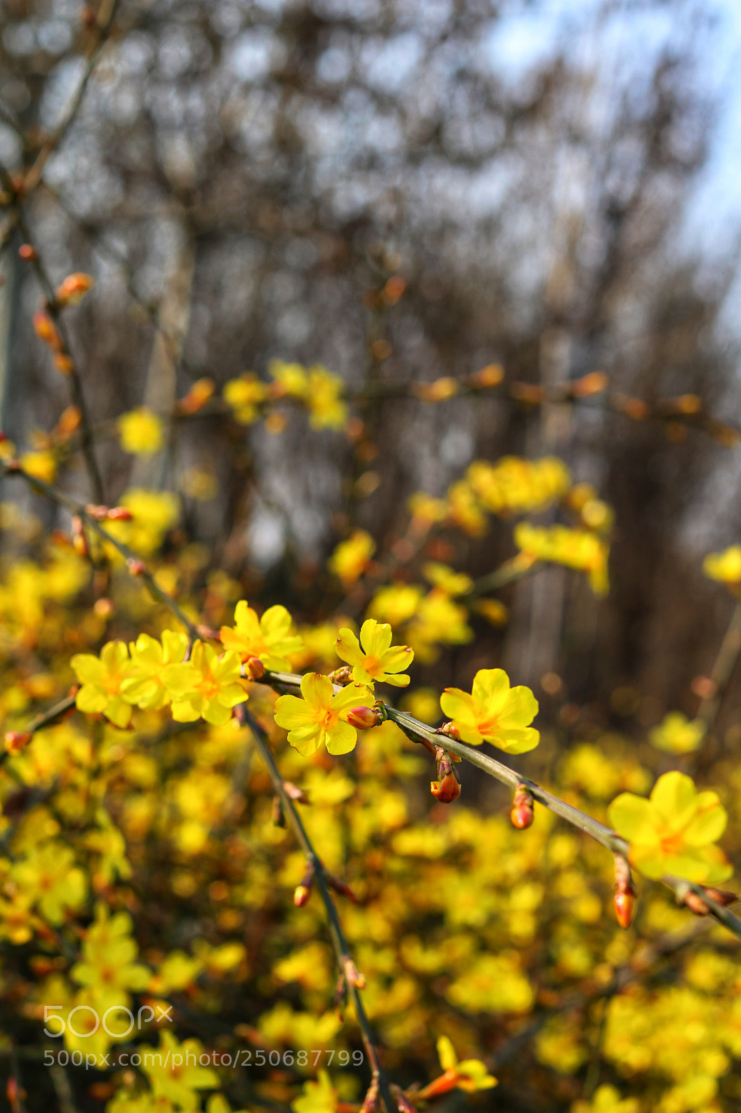Canon EOS 750D (EOS Rebel T6i / EOS Kiss X8i) sample photo. Untitled photography