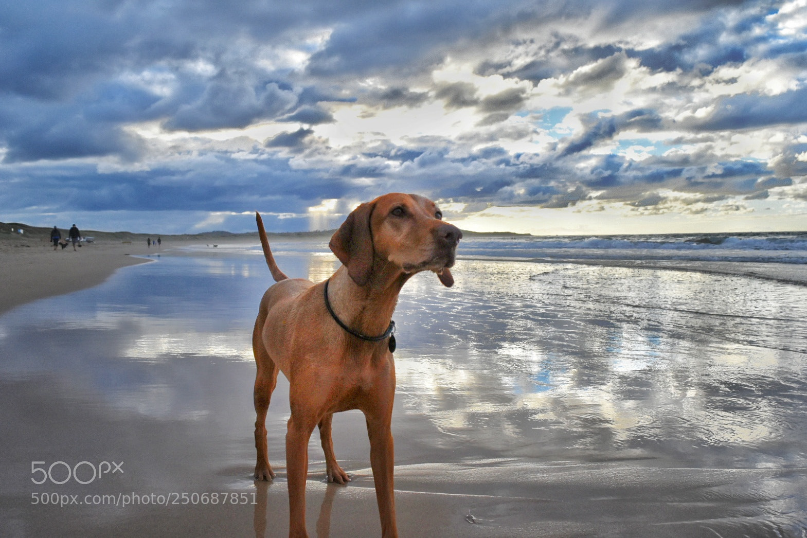 Nikon D5500 sample photo. A dog's patience photography