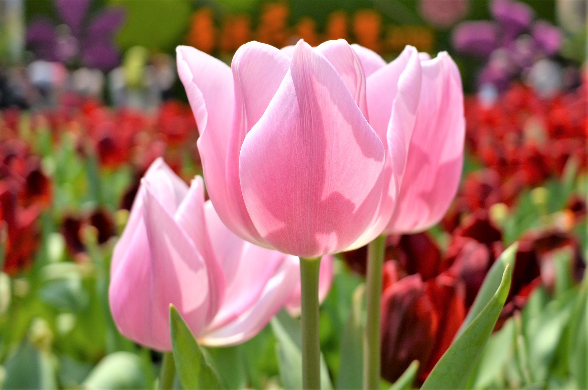Nikon Coolpix A sample photo. Pink tulip photography