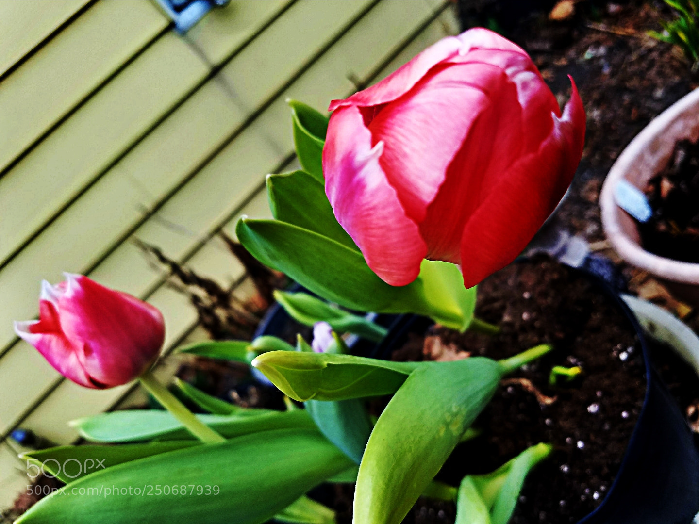 Samsung Galaxy S7 sample photo. First tulips of the photography