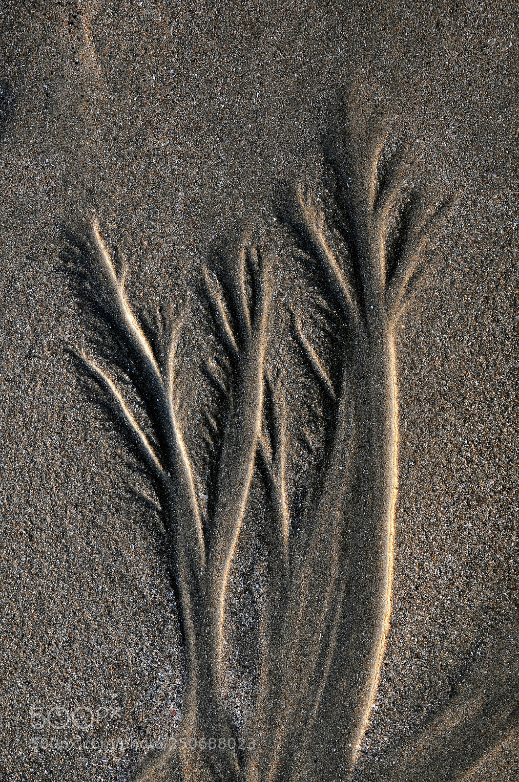 Nikon D300 sample photo. Sand  image photography